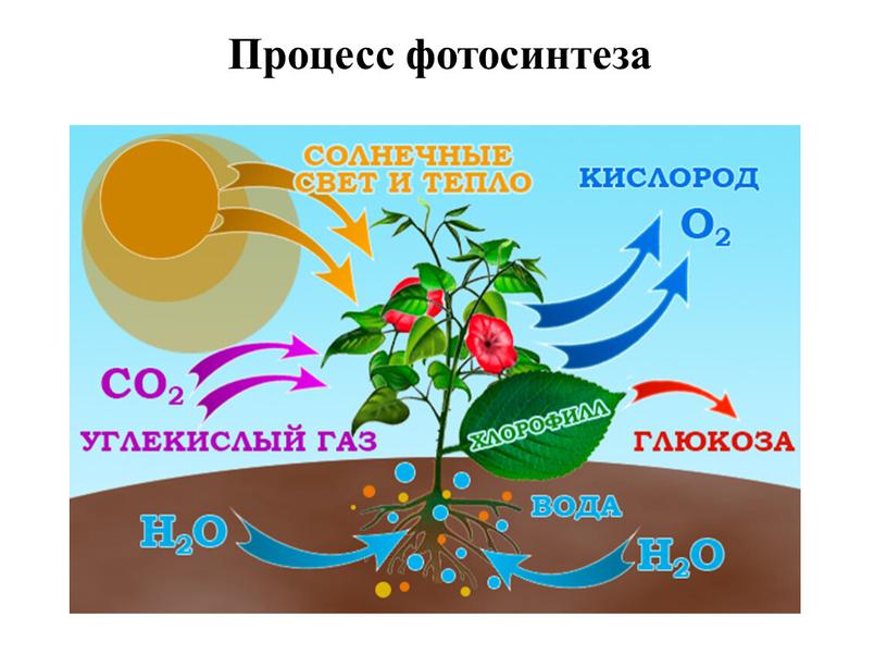 Процесс фотосинтеза