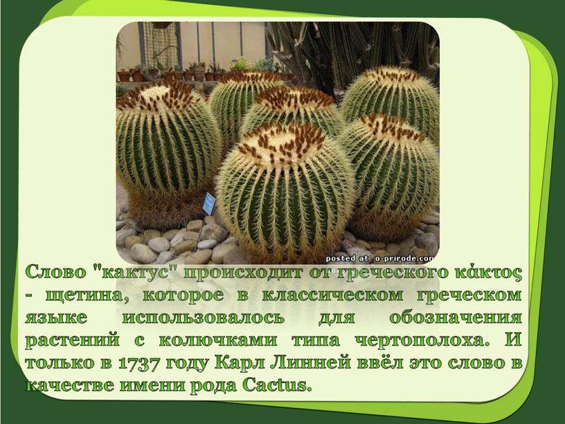 Слово "кактус" происходит от греческого κάκτος - щетина, которое в классическом греческом языке использовалось для обозначения растений с колючками типа чертополоха