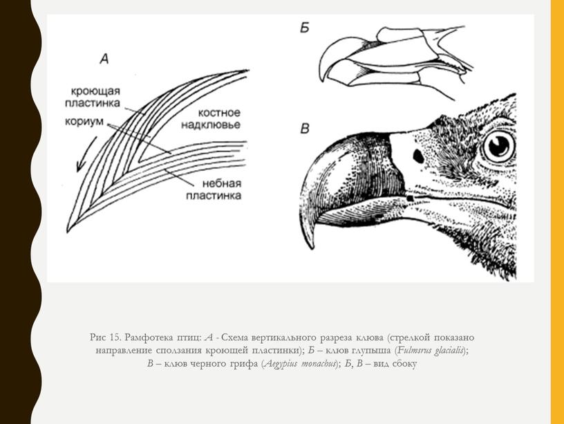Рис 15. Рамфотека птиц: А - Схема вертикального разреза клюва (стрелкой показано направление сползания кроющей пластинки);