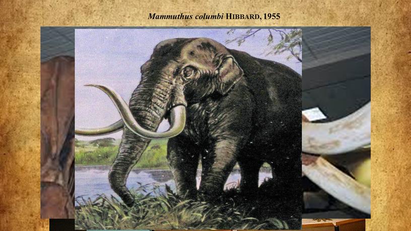 Mammuthus columbi Hibbard, 1955