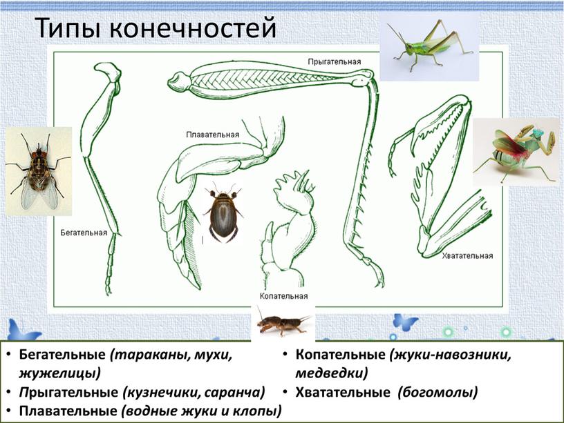 Типы конечностей Бегательные (тараканы, мухи, жужелицы)