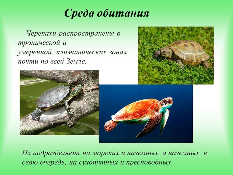 Среда обитания Черепахи распространены в тропической и умеренной климатических зонах почти по всей