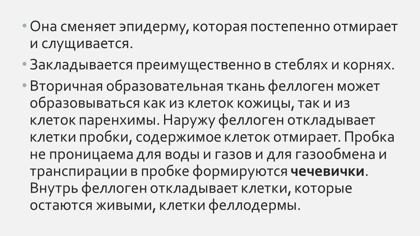 Она сменяет эпидерму, которая постепенно отмирает и слущивается