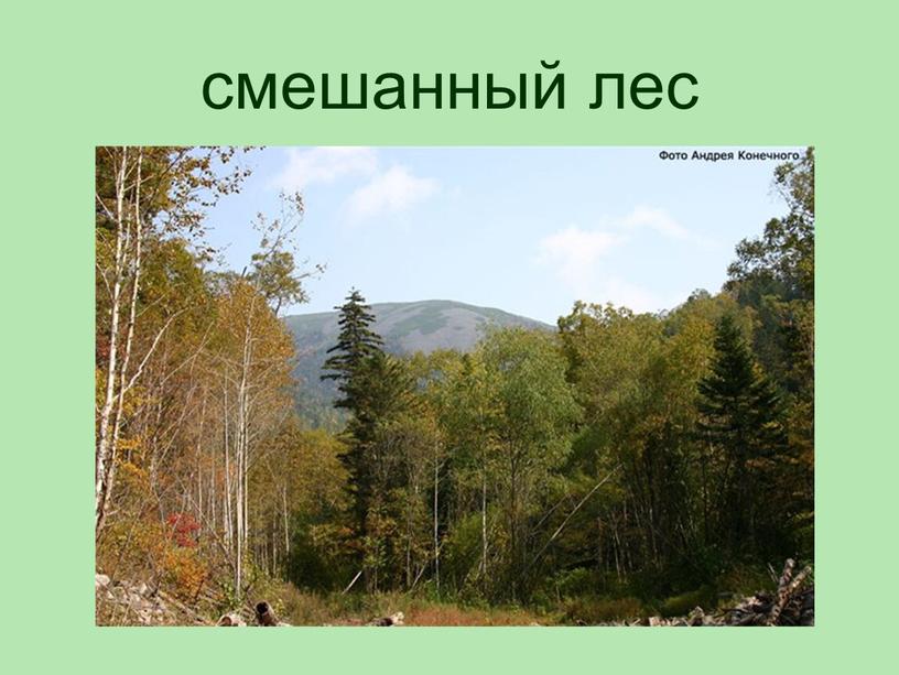 смешанный лес