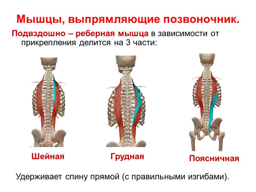 Мышцы, выпрямляющие позвоночник