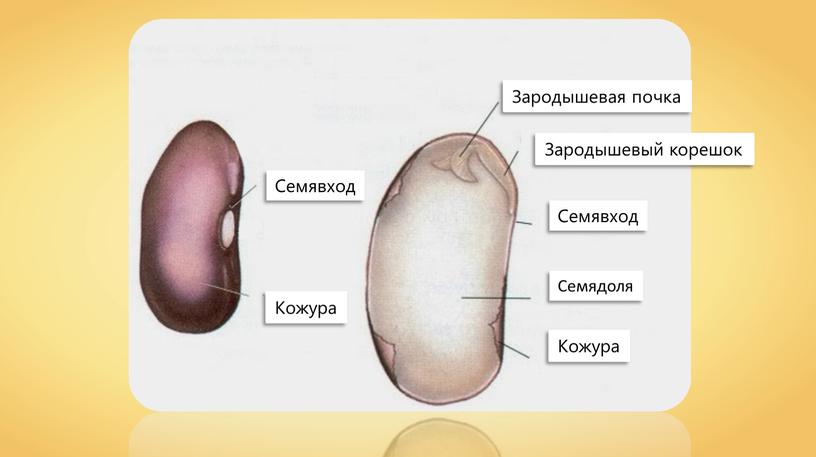 Семявход Семявход Зародышевый корешок