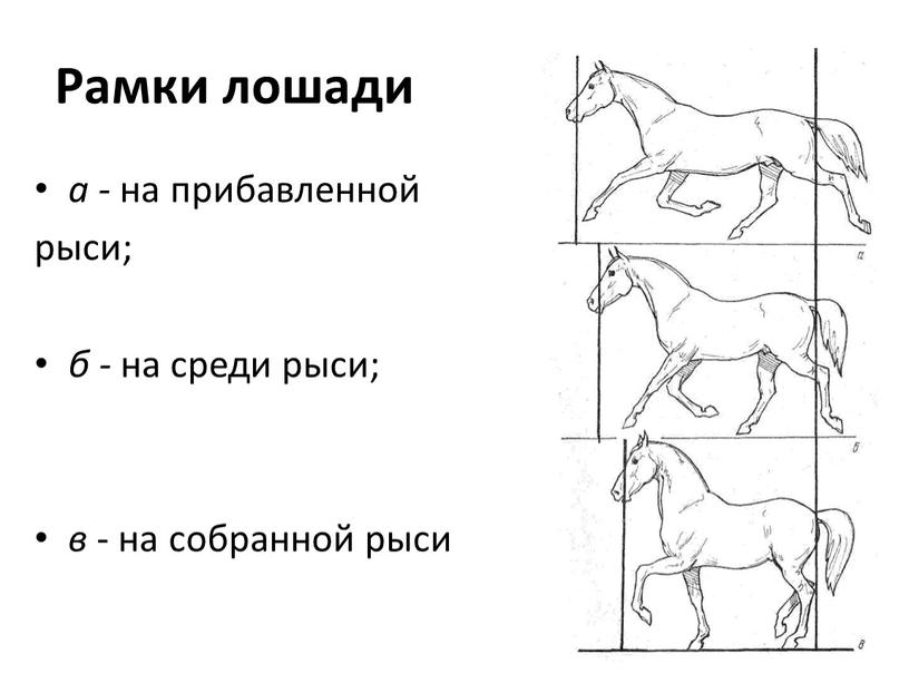 Рамки лошади а - на прибавленной рыси; б - на среди рыси; в - на собранной рыси