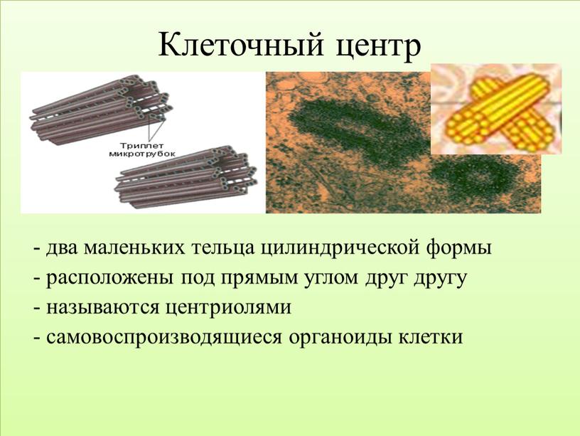 Клеточный центр - два маленьких тельца цилиндрической формы - расположены под прямым углом друг другу - называются центриолями - самовоспроизводящиеся органоиды клетки