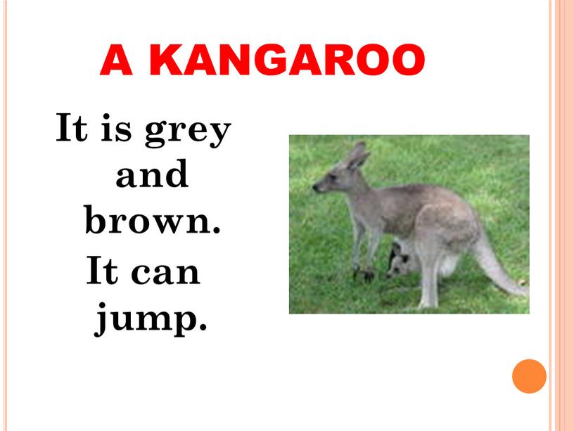 A KANGAROO It is grey and brown