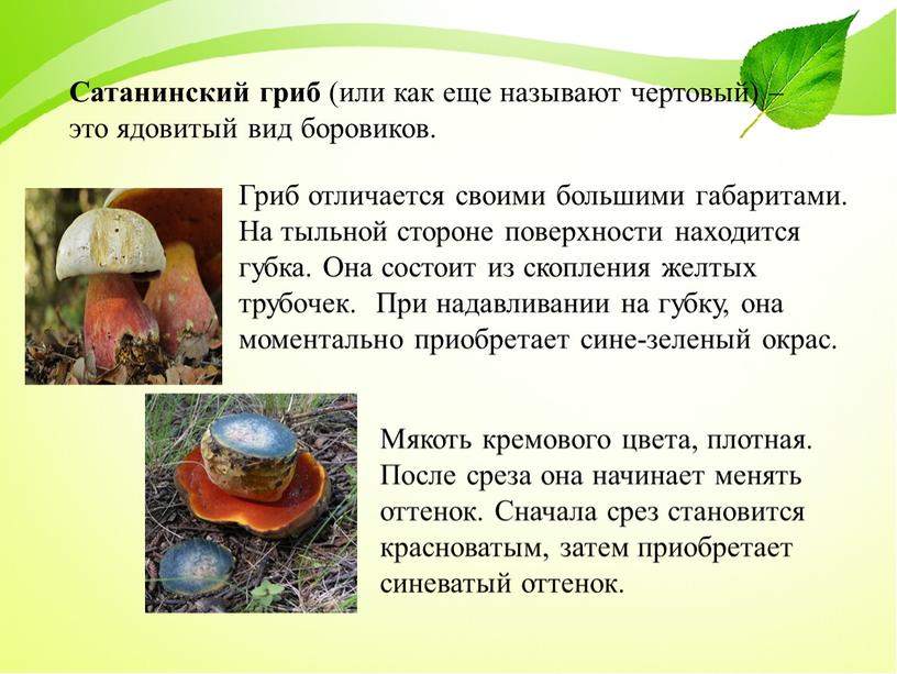 Сатанинский гриб (или как еще называют чертовый) – это ядовитый вид боровиков