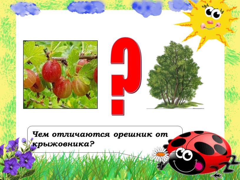 Чем отличаются орешник от крыжовника? ?