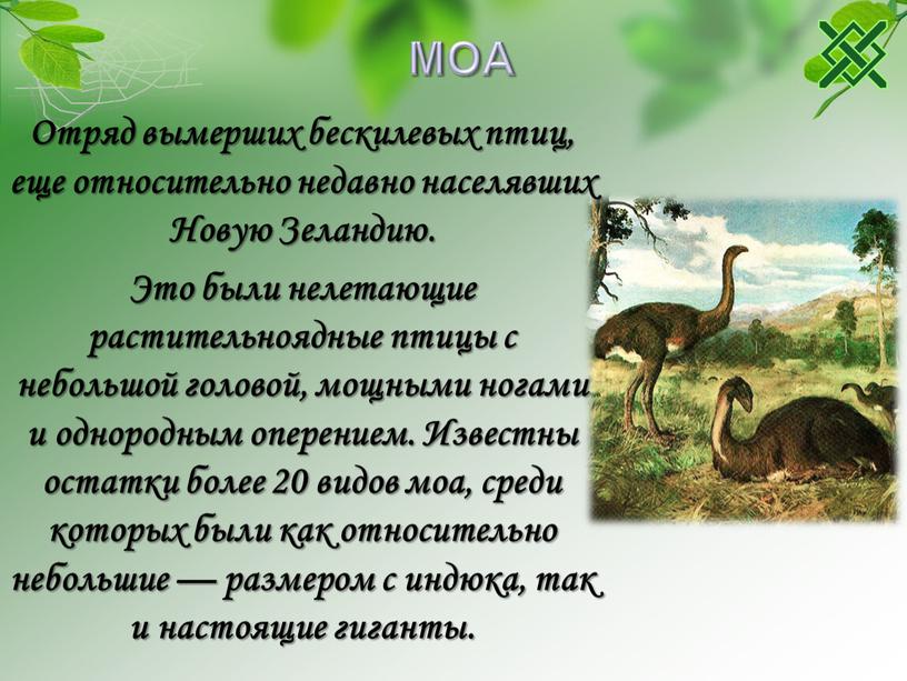 МОА Отряд вымерших бескилевых птиц, еще относительно недавно населявших