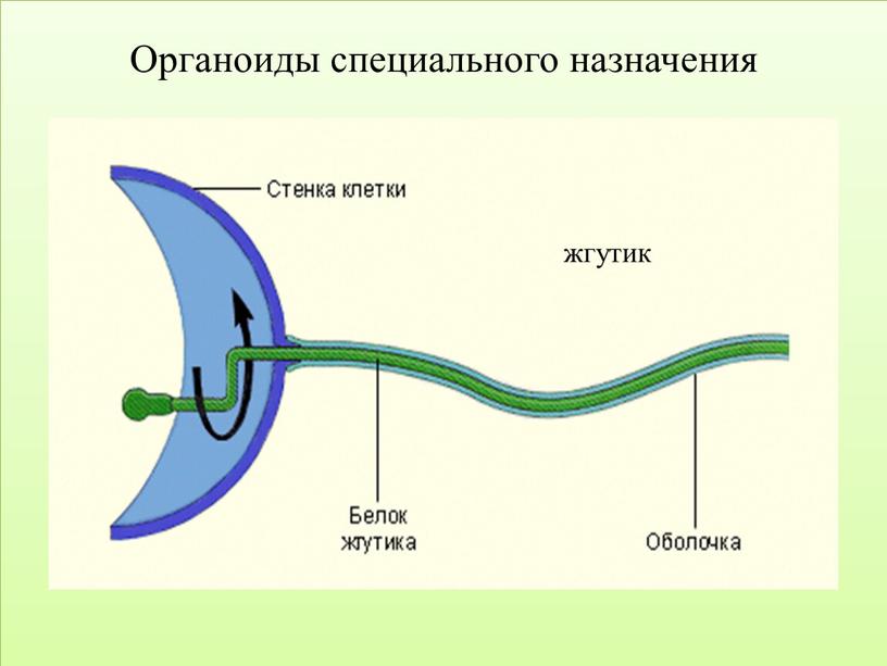 Органоиды специального назначения жгутик