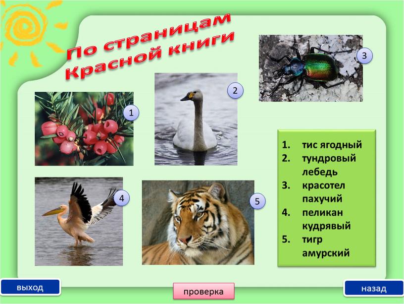 выход 1 2 3 5 4 назад проверка тис ягодный тундровый лебедь красотел пахучий пеликан кудрявый тигр амурский По страницам Красной книги