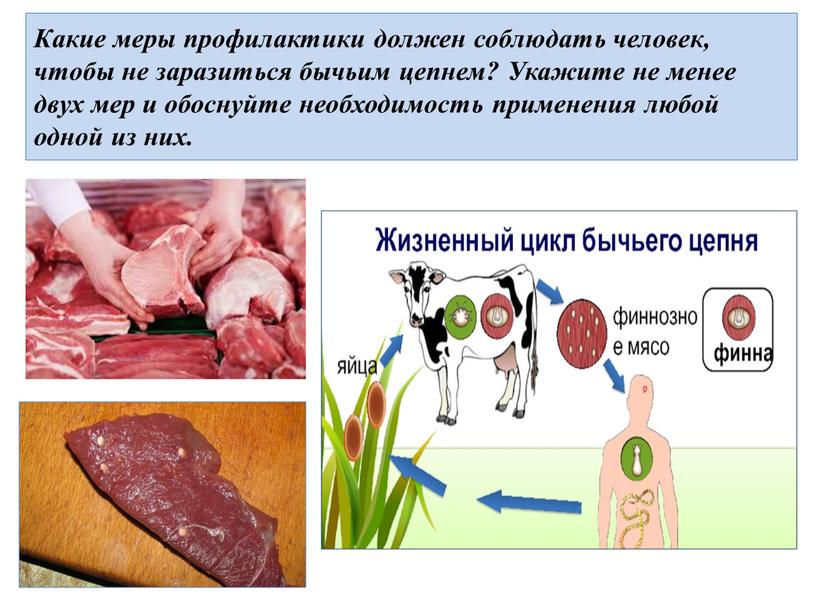 Какие меры профилактики должен соблюдать человек, чтобы не заразиться бычьим цепнем?