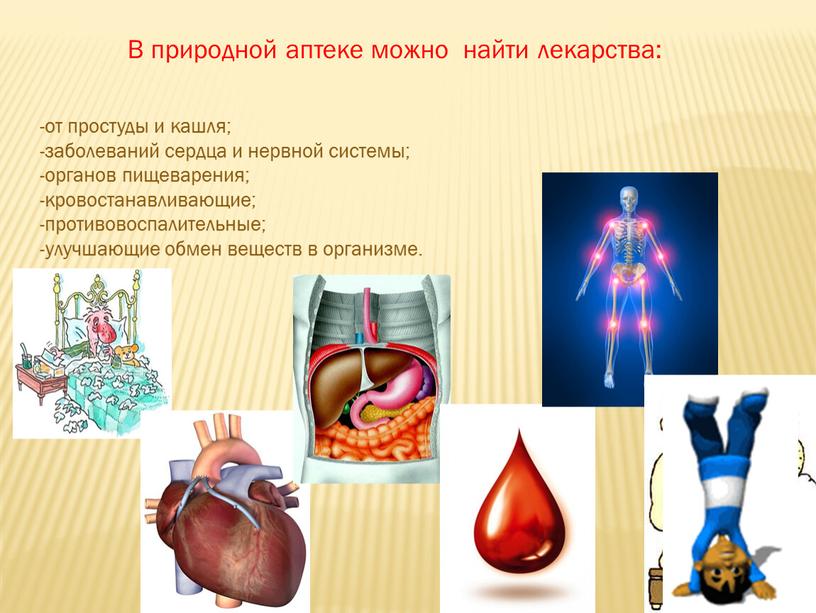 В природной аптеке можно найти лекарства: -от простуды и кашля; -заболеваний сердца и нервной системы; -органов пищеварения; -кровостанавливающие; -противовоспалительные; -улучшающие обмен веществ в организме