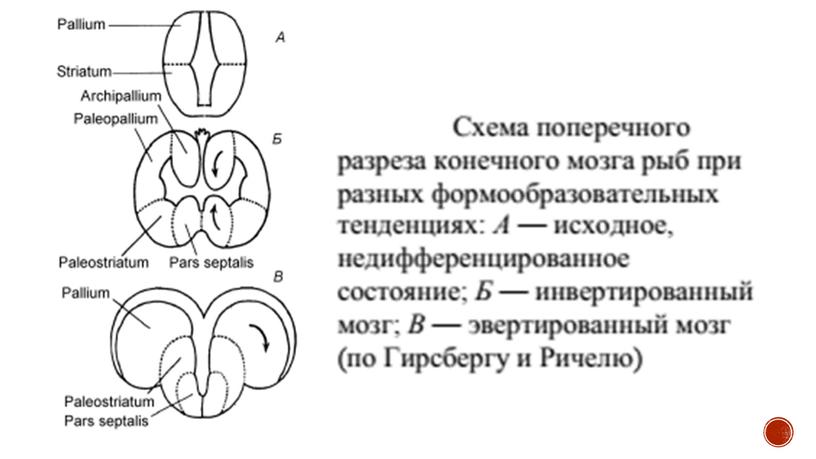 Нервная система позвоночных