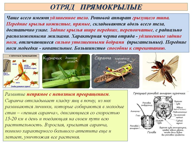 ОТРЯД ПРЯМОКРЫЛЫЕ Чаще всего имеют удлиненное тело