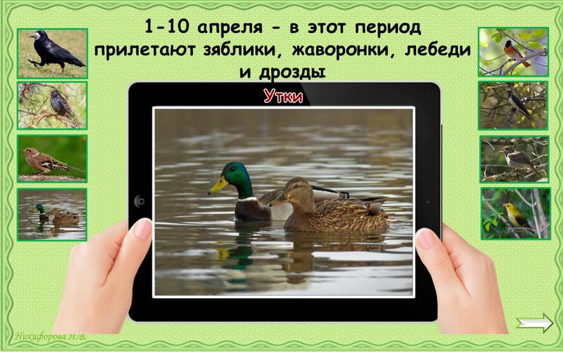 Утки 1-10 апреля - в этот период прилетают зяблики, жаворонки, лебеди и дрозды