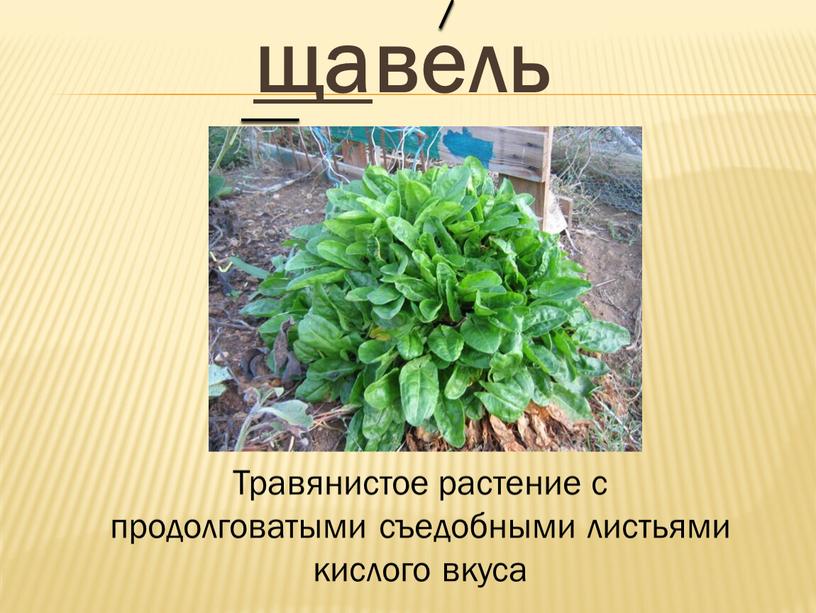 Травянистое растение с продолговатыми съедобными листьями кислого вкуса