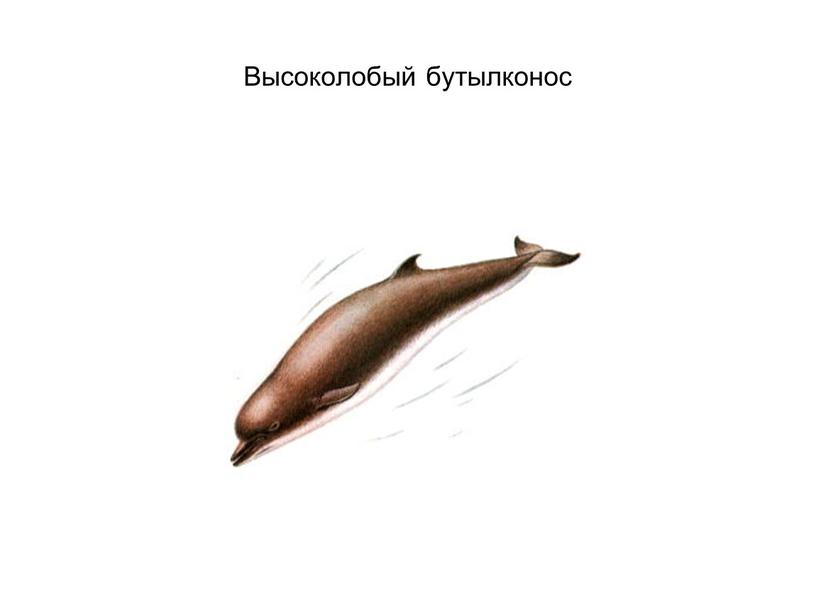 Высоколобый бутылконос