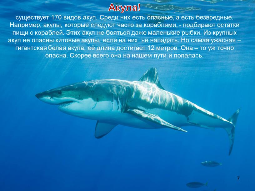 Акула! существует 170 видов акул