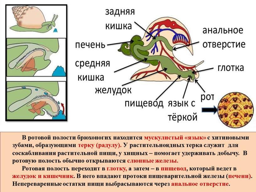 Пищеварительная система брюхоногих