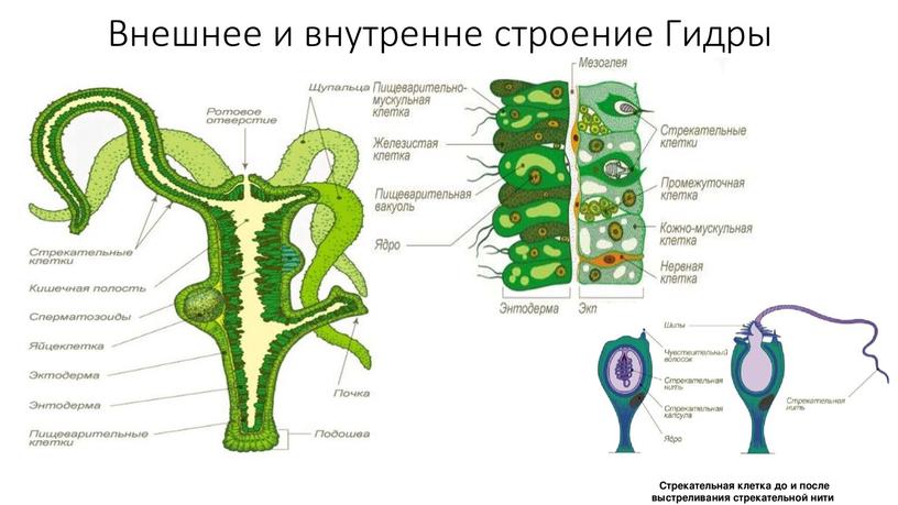 Внешнее и внутренне строение Гидры