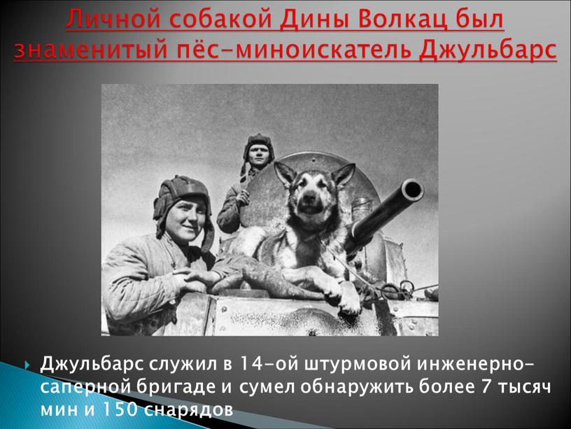 Джульбарс служил в 14-ой штурмовой инженерно-саперной бригаде и сумел обнаружить более 7 тысяч мин и 150 снарядов