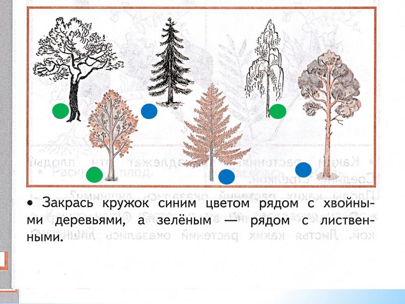 Презентация  по окружающему миру на тему «Деревья, кустарники, травы» урок 1 (1 класс, окружающий мир)