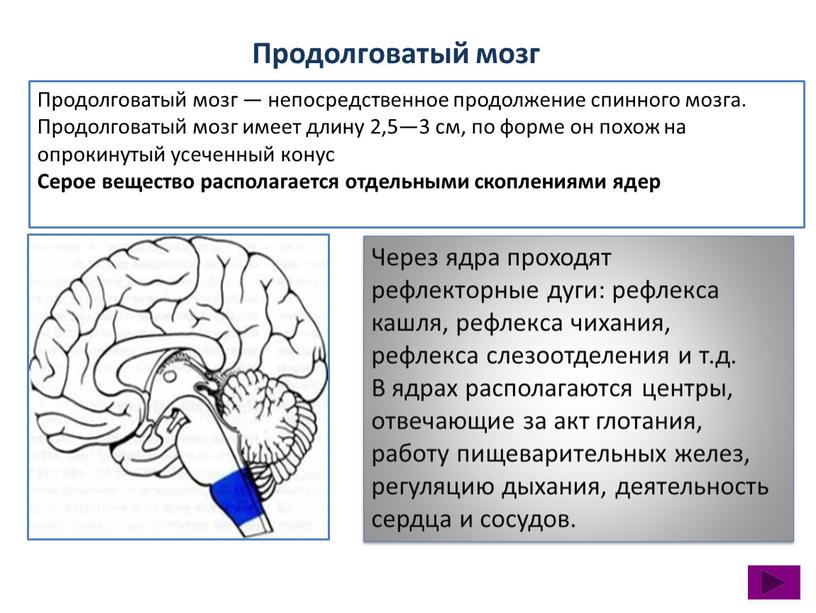 Продолговатый мозг Продолговатый мозг — непосредственное продолжение спинного мозга