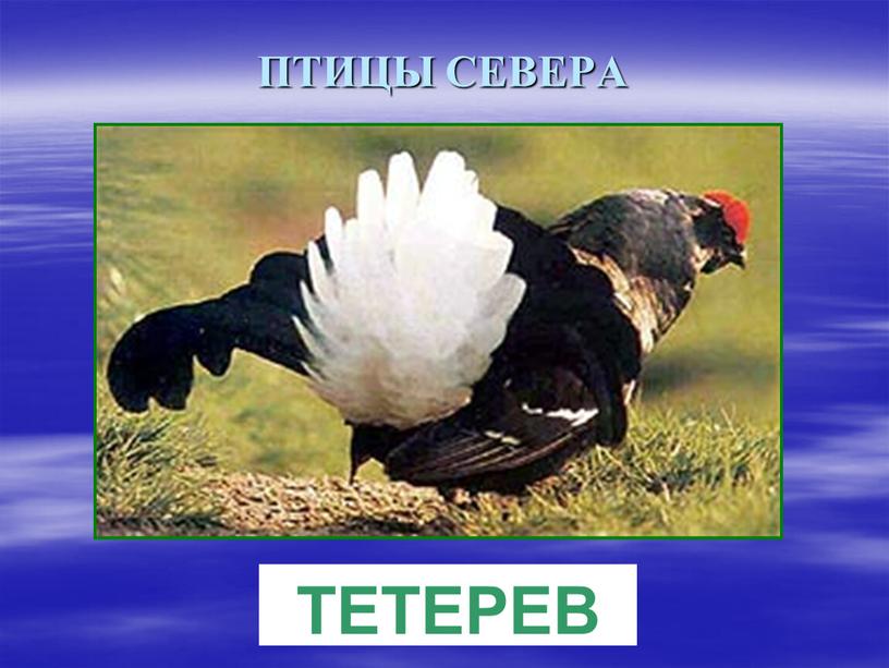 ПТИЦЫ СЕВЕРА ТЕТЕРЕВ