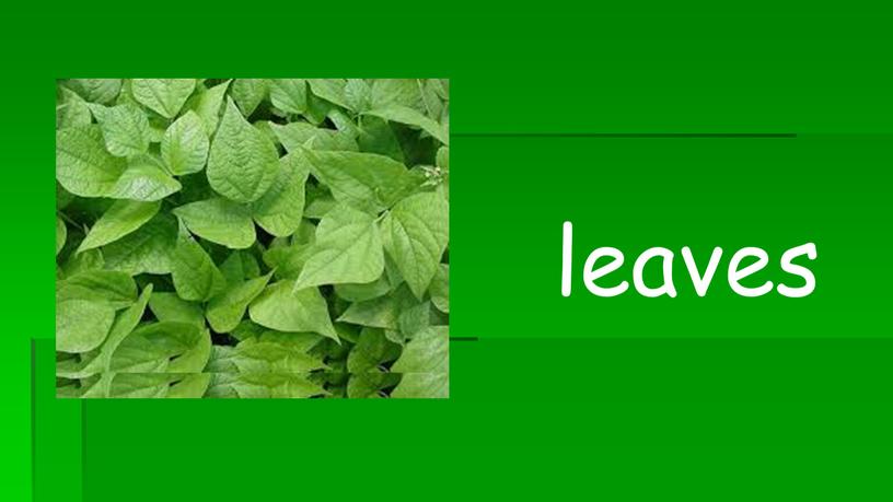 leaves