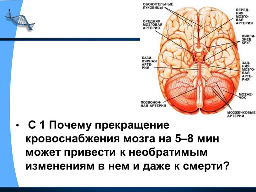 С 1 Почему прекращение кровоснабжения мозга на 5–8 мин может привести к необратимым изменениям в нем и даже к смерти?