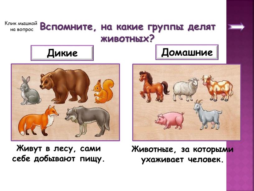 Вспомните, на какие группы делят животных?
