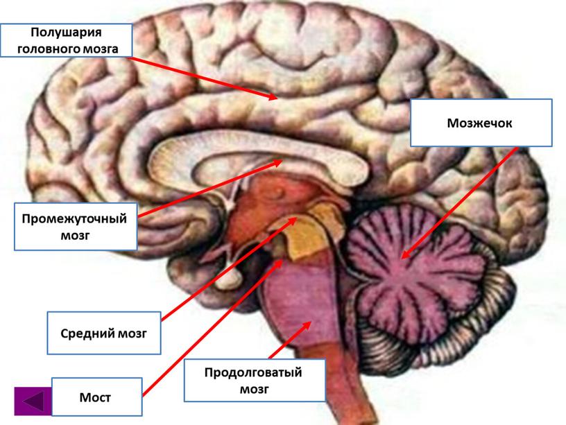 Полушария головного мозга Промежуточный мозг