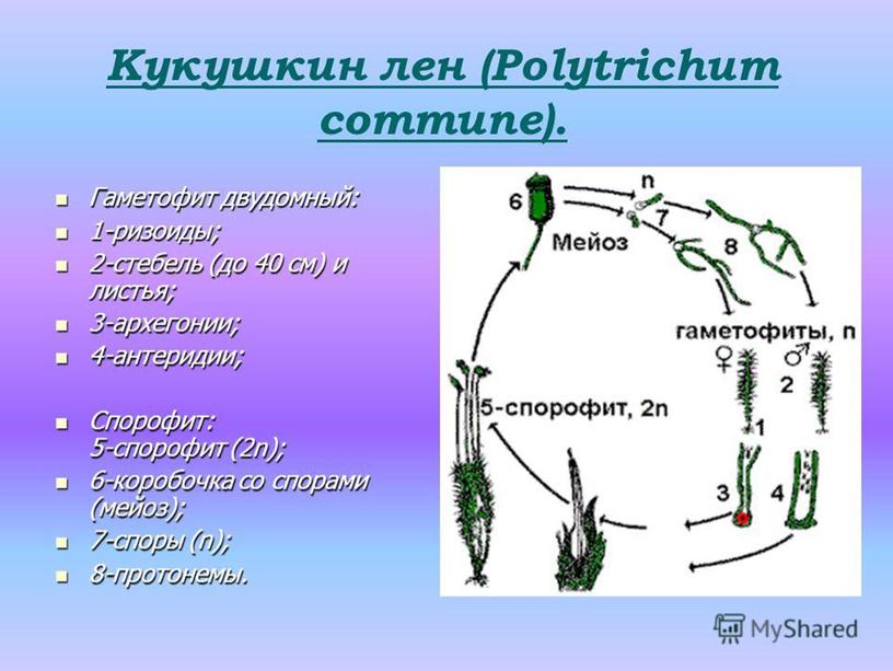 Высшие споровые растения