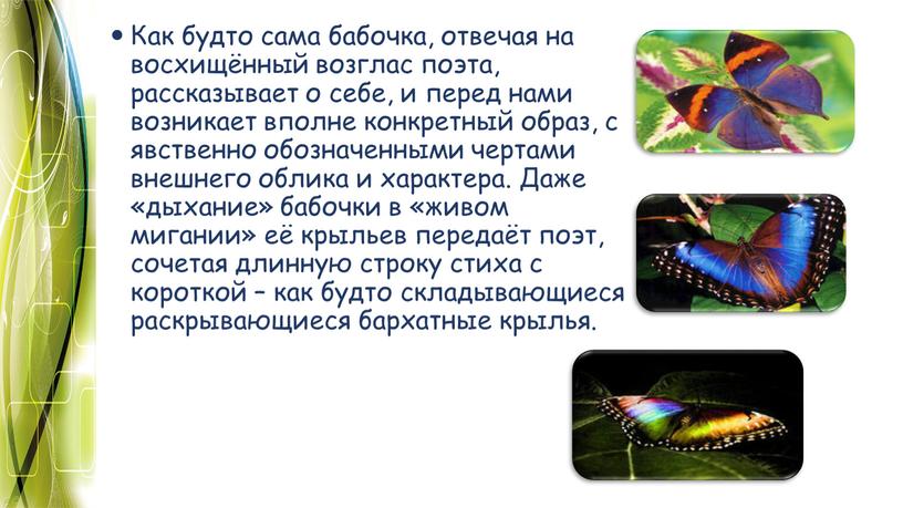 Как будто сама бабочка, отвечая на восхищённый возглас поэта, рассказывает о себе, и перед нами возникает вполне конкретный образ, с явственно обозначенными чертами внешнего облика…