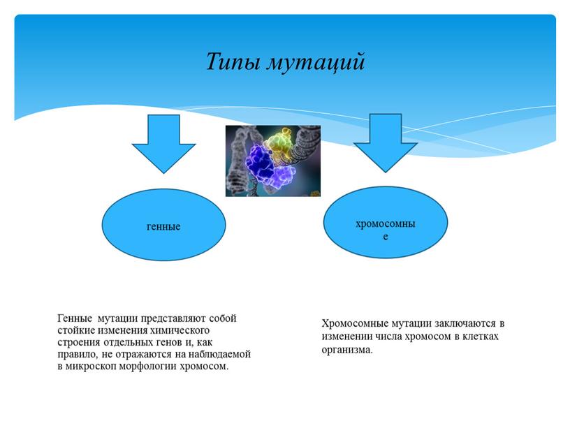 Генные мутации представляют собой стойкие изменения химического строения отдельных генов и, как правило, не отражаются на наблюдаемой в микроскоп морфологии хромосом