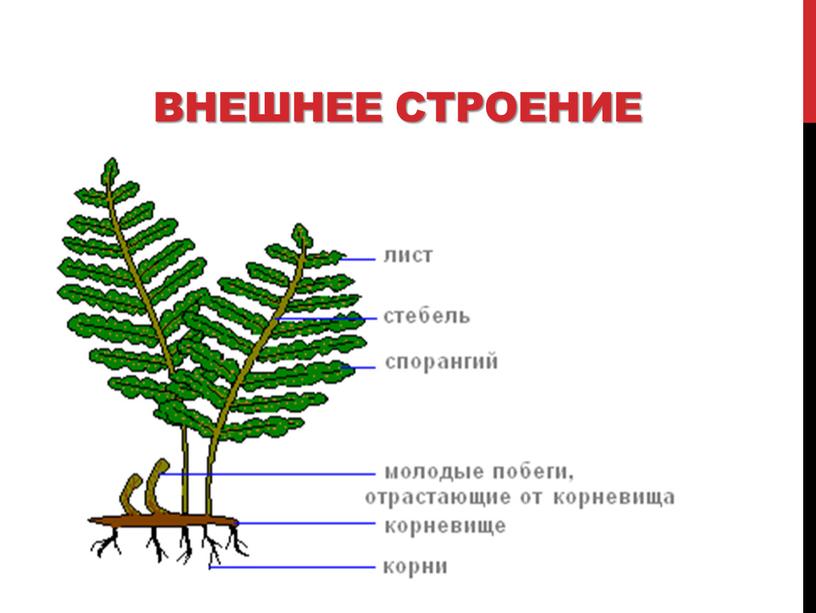 Внешнее строение