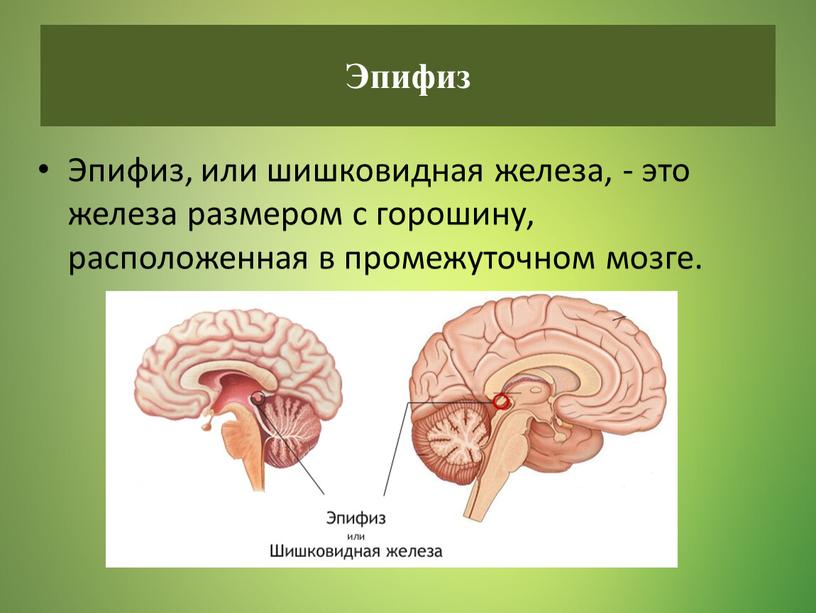 Эпифиз, или шишковидная железа, - это железа размером с горошину, расположенная в промежуточном мозге