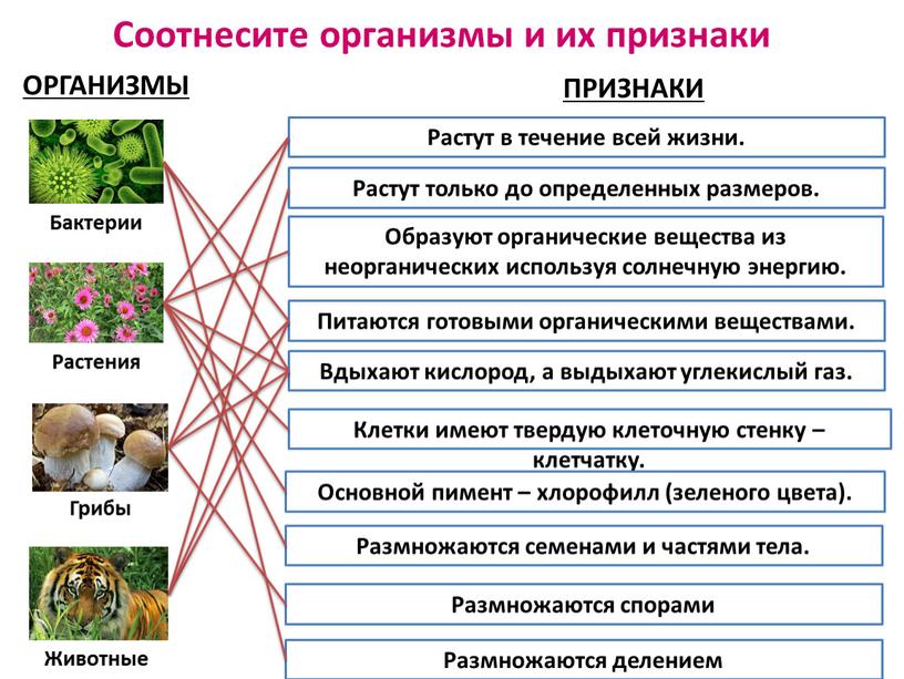 Соотнесите организмы и их признаки