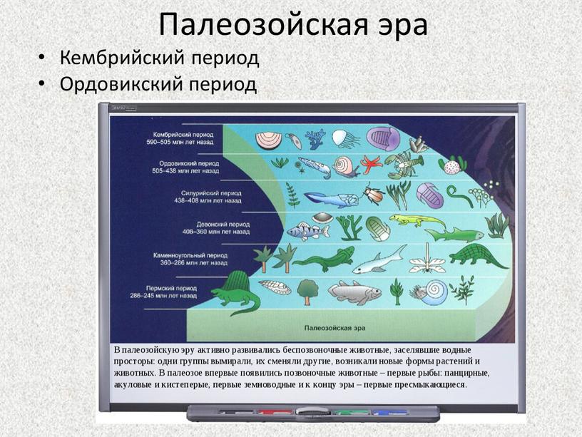 Палеозойская эра Кембрийский период