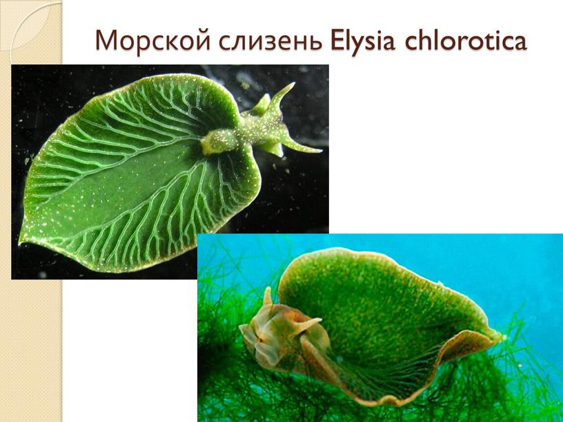 Морской слизень Elysia chlorotica