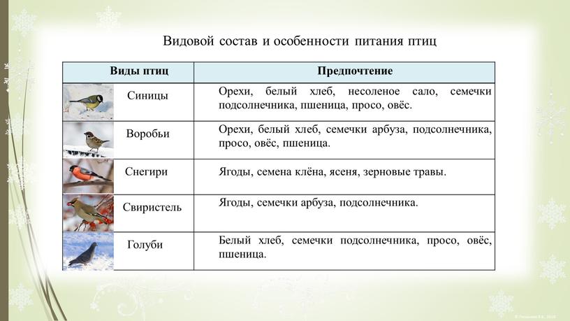 Видовой состав и особенности питания птиц