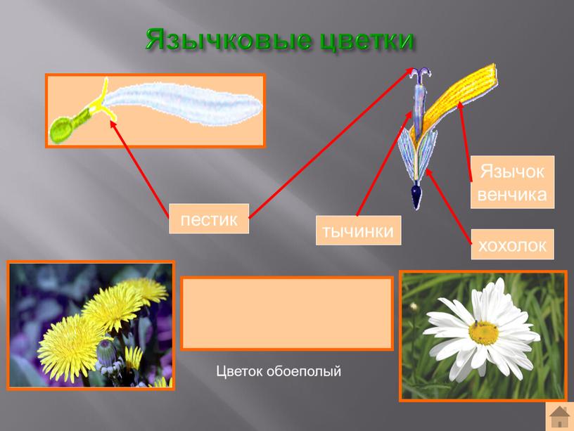 Язычковые цветки Формула цветка: ^Ч0Л(5)Т(5)П1 пестик