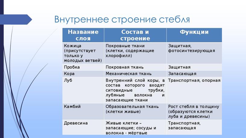 Внутреннее строение стебля