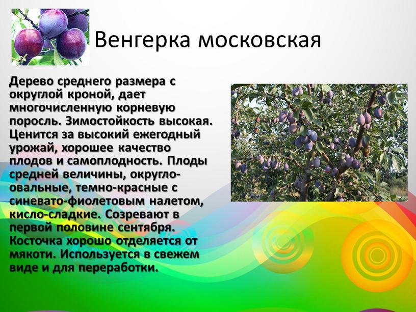 Венгерка московская Дерево среднего размера с округлой кроной, дает многочисленную корневую поросль