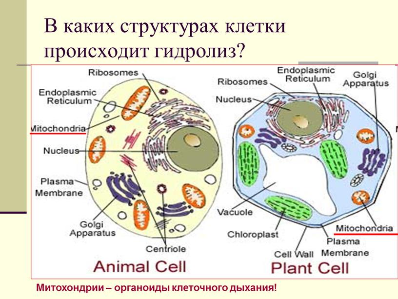 В каких структурах клетки происходит гидролиз?