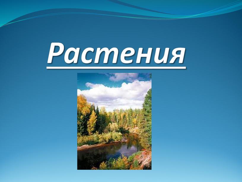 Растения